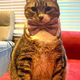 Image for article titled Last Call: Is your pet Cadbury bunny material?